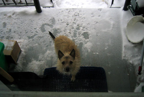 Poupoune wil naar binnen