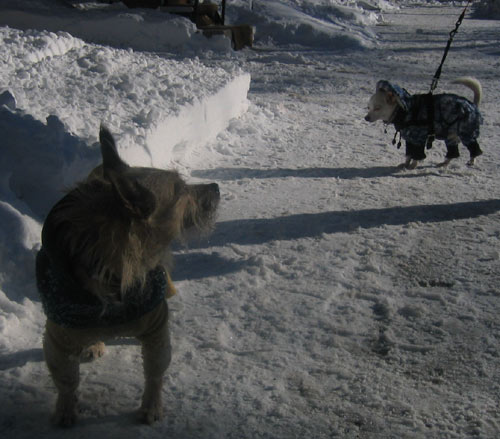 Honden uitlaten in de sneeuw